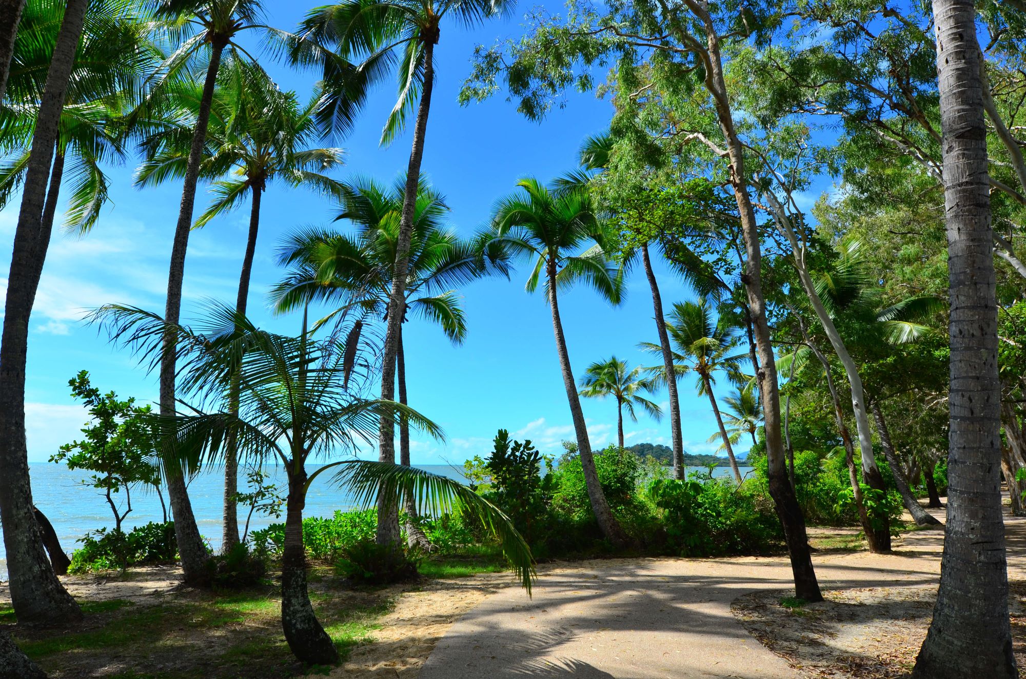 Palm tree pathway